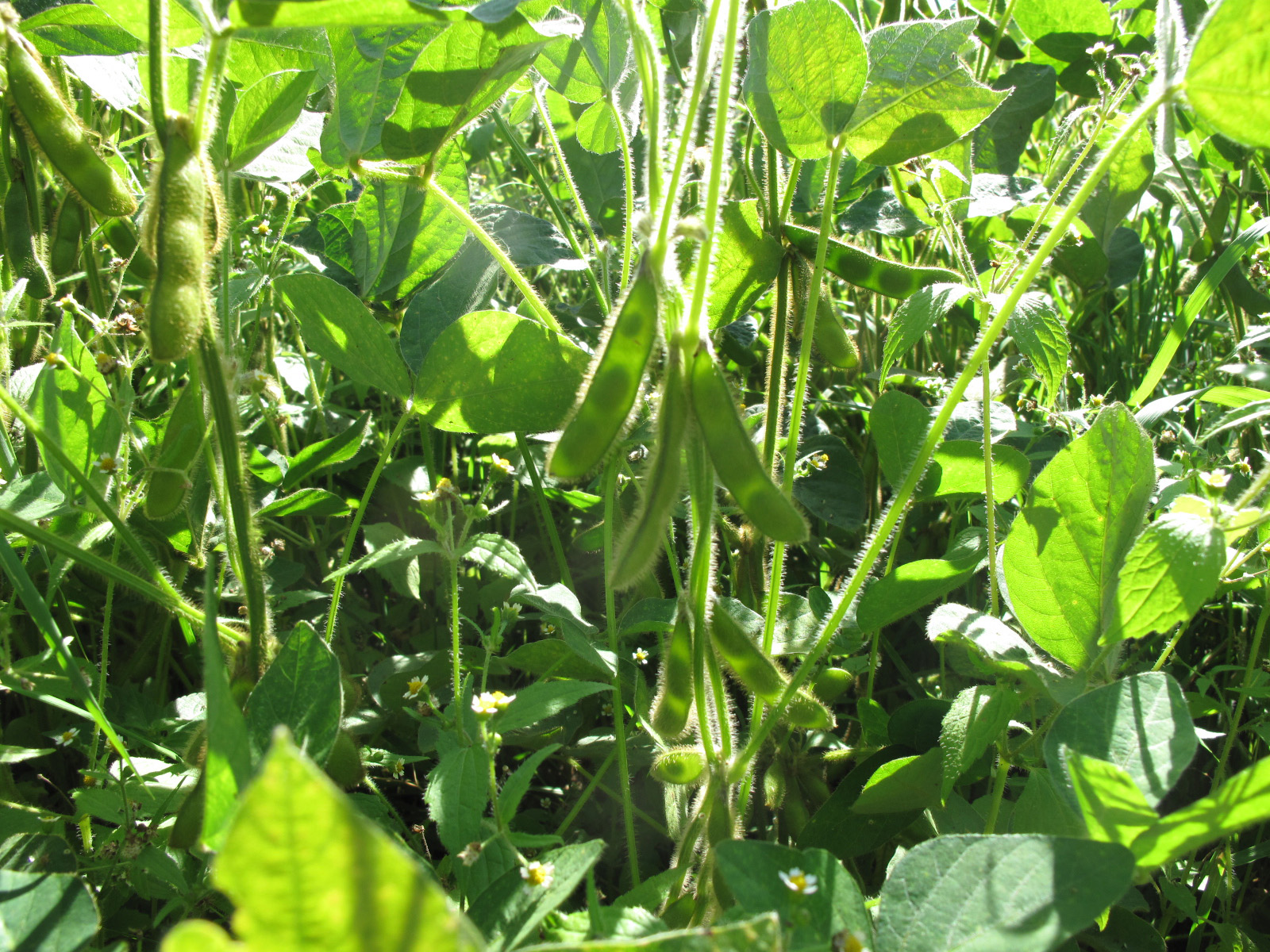 Soybean plants with pods in a field