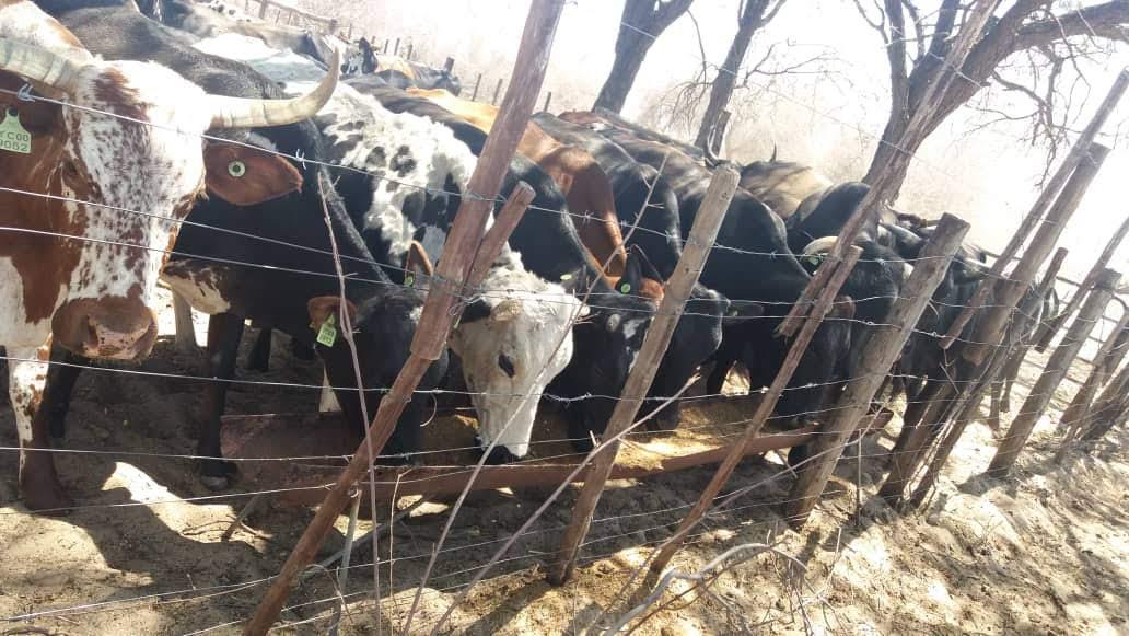 Cattle drinking water from a trough in northern Namibia